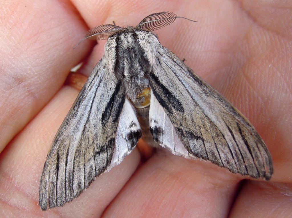 Harpyia milhauseri (Notodontidae)